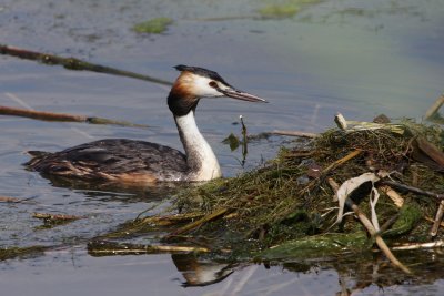 Great Crested Grebe