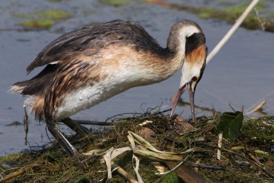 Great Crested Grebe