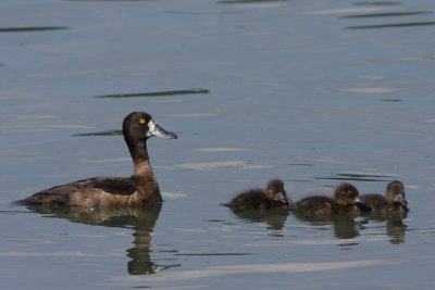 Tufted Duck, Young