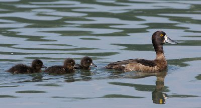 Tufted Duck, Young