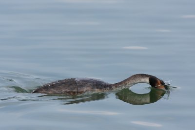 Great crested grebe, diving