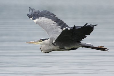 Grey Heron, immature