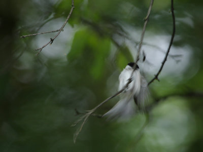 Marsh Tit