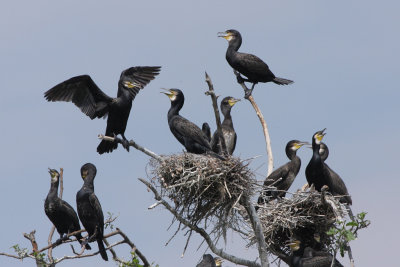 Cormorant