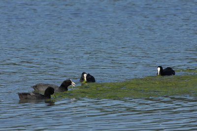 Coot, feeding on water plants