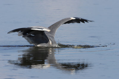 Grey heron, juvenile