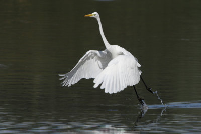 Great Egret