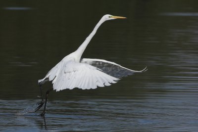 Great Egret