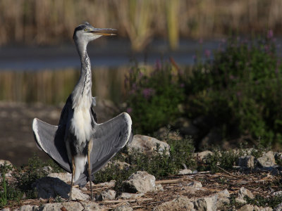 Grey Heron, grooming