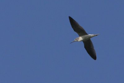 Greenshank