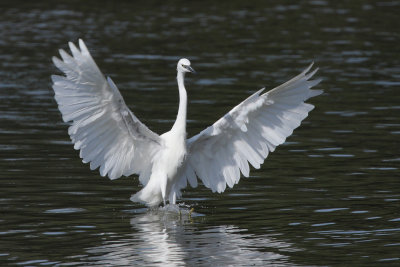 Little Egret