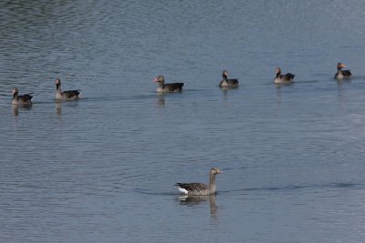 Greylag Geese