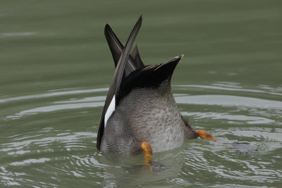 Gadwall - Feeding