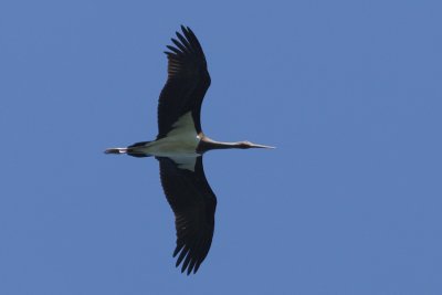 Black Stork
