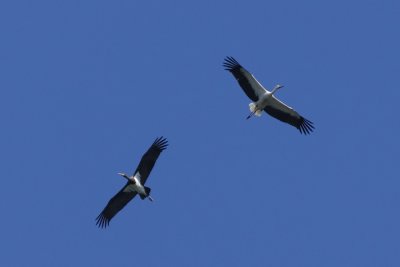Black Stork