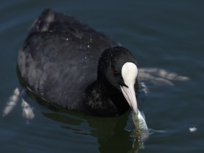 Coot, with dead fish