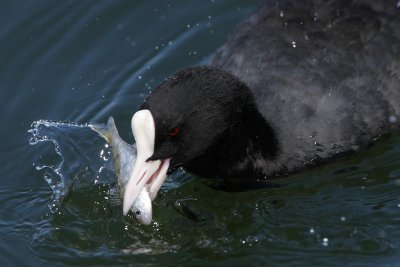 Coot, with dead fish