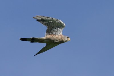 Common Kestrel, male,moulting