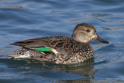 Teal, female