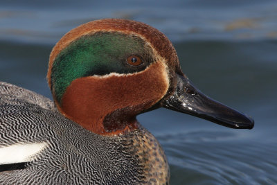 Common Teal - Portrait