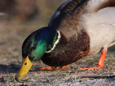 Mallard, male