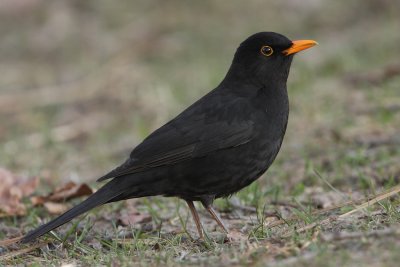 Common Blackbird, male