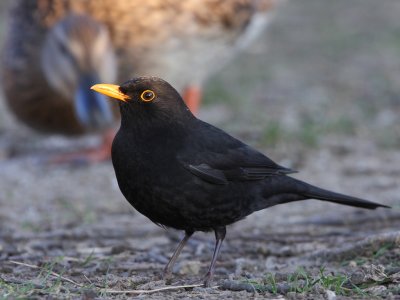 Common Blackbird, male