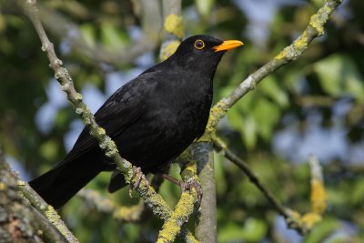 Common Blackbird, male