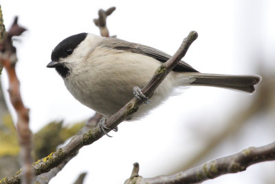 Marsh Tit