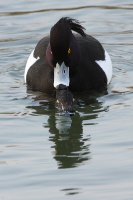 Tufted Duck, mating couple