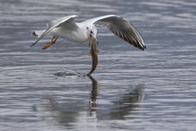 Black-headed gull, catching fish