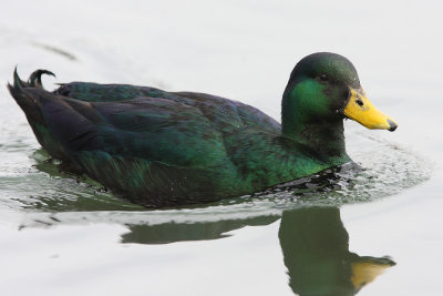 Hybrid Cayuga/Mallard ?