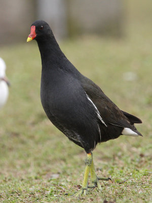 Common Moorhen