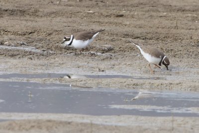 Little Ringed Plover