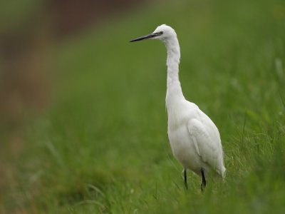 Little Egret