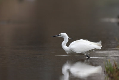 Little Egret, ready to jump