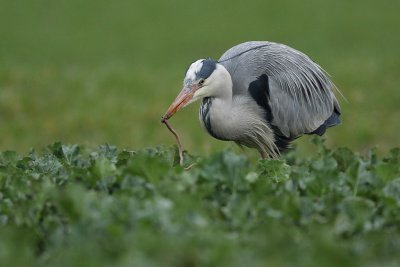 Grey heron, adult