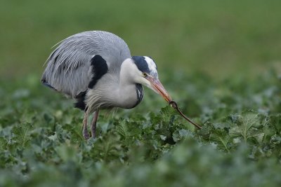 Grey heron, adult