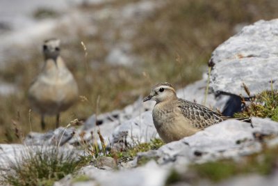 Eurasian Doterel