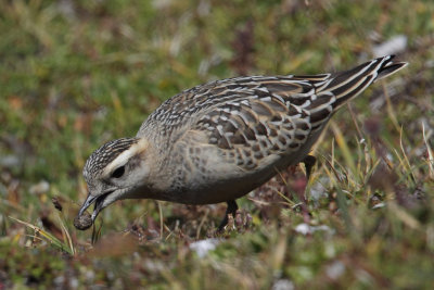 Eurasian Doterel