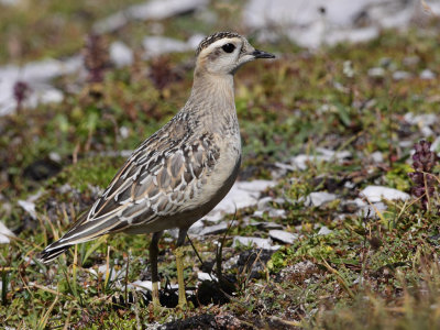 Eurasian Doterel