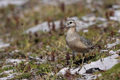 Eurasian Doterel