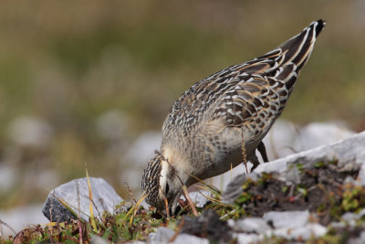 Eurasian Doterel