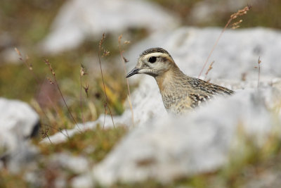 Eurasian Doterel