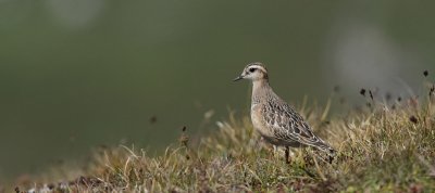 Eurasian Doterel