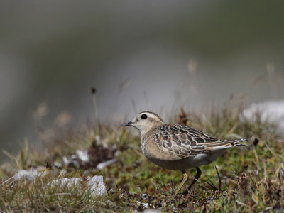 Eurasian Doterel