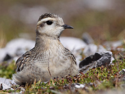 Eurasian Doterel