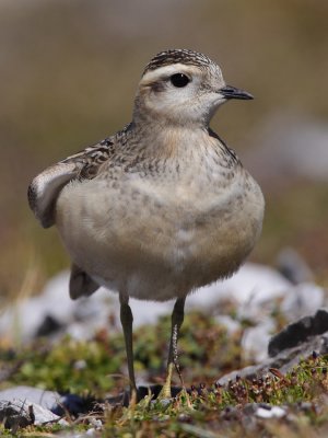 Eurasian Doterel