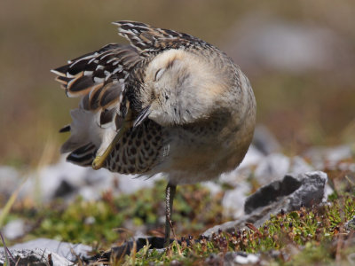 Eurasian Doterel