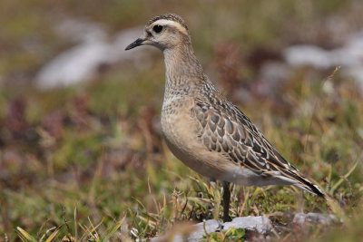 Eurasian Doterel